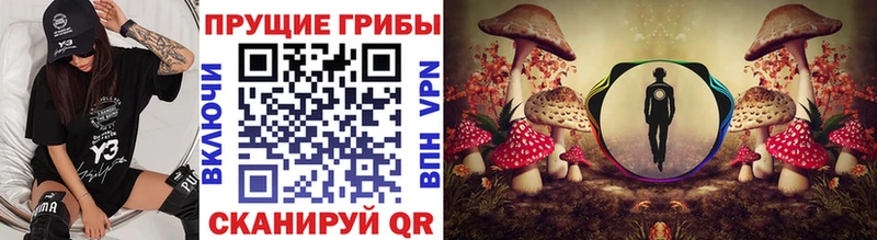 Галлюциногенные грибы Psilocybine cubensis  что такое   Новокубанск 